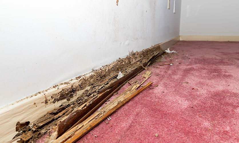 Termite Inspections by Fast Inspect – Sydney Building and Pest Inspections